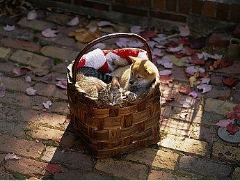 《十字军之王3》新事件包“朋友与敌人” 9月8日发售